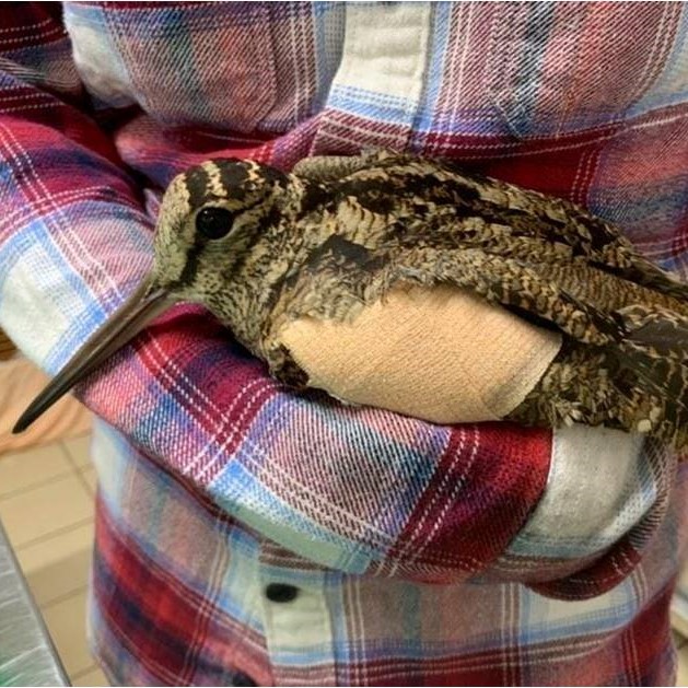picture of an Eurasian woodcock