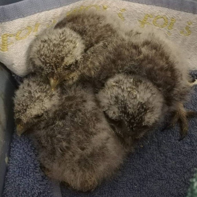 picture of three baby Little owl
