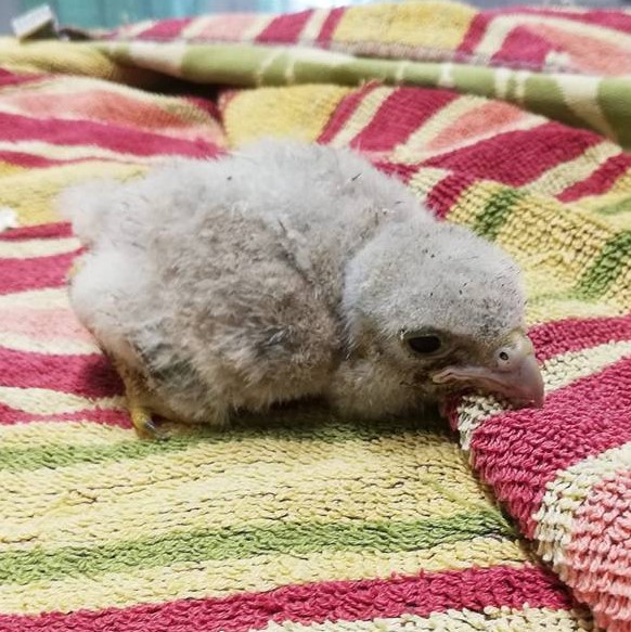 photo d'un faucon crécerelle bébé