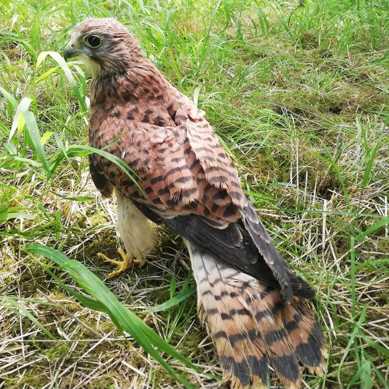 picture of a Common kestrel