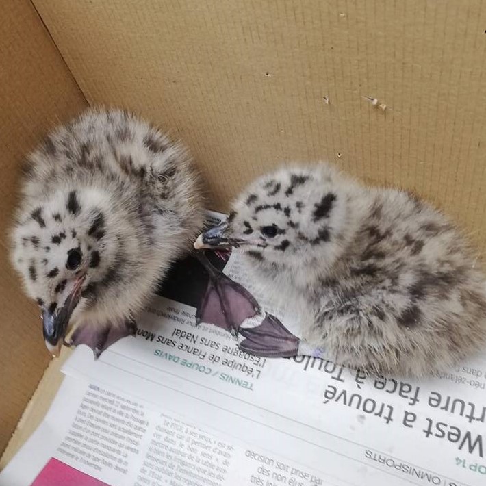 picture of two babies European herring gull