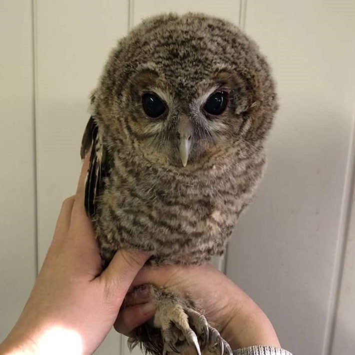 picture of a baby tawny owl