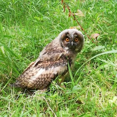 picture of a Long-eared owl