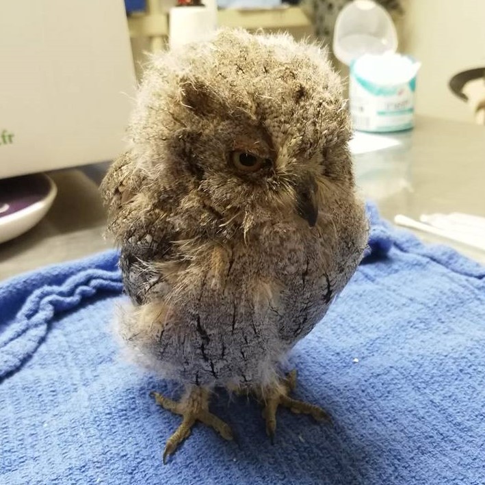 picture of a baby Eurasian scops owl