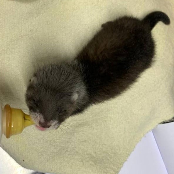 picture of a baby european polecat