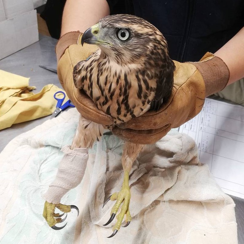 photo d'un bandage effectué sur une patte de faucon