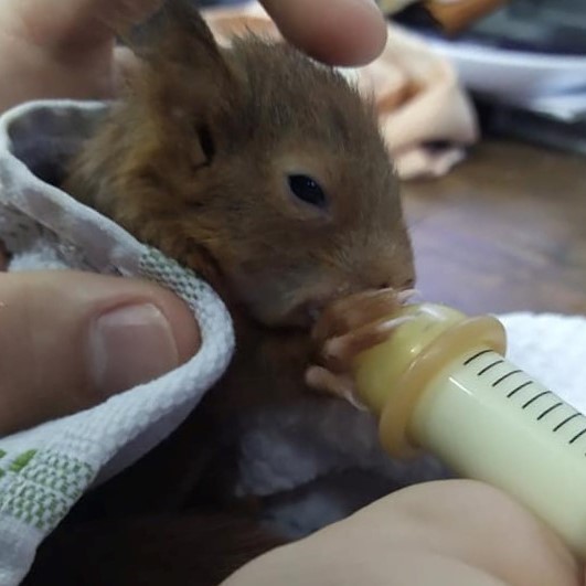picture of a bottle-fed squirrel