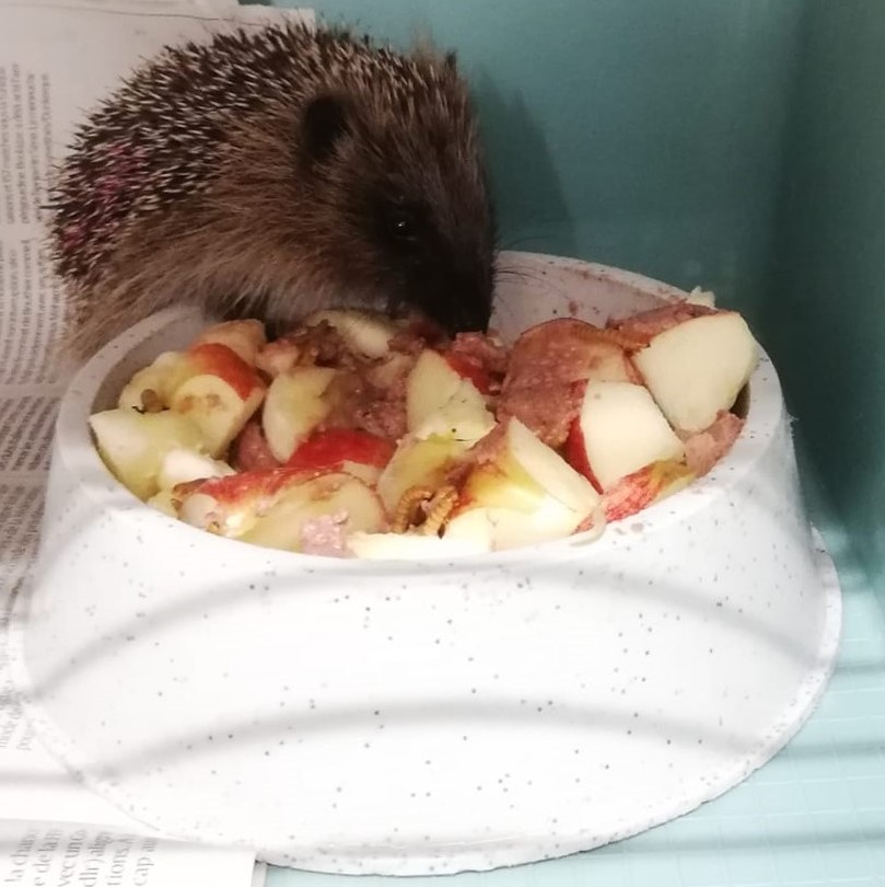 picture of a hedgehog in front of a food bowl